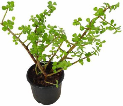 PlantaZee Jade Plant(Hybrid, Pack of 1)