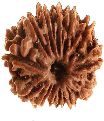 SWASTIK 13 MUKHI RUDRAKSH Wood