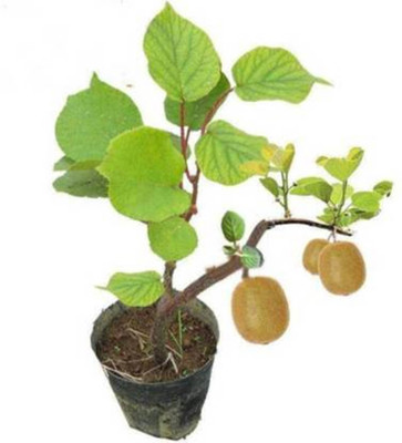 FRESHO Kiwi Fruit Seed(300 per packet)