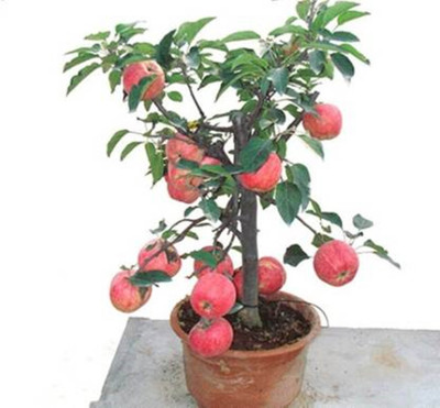FRESHO Apple Seed(40 per packet)
