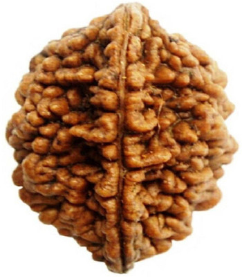 SWASTIK 2 MUKHI RUDRAKSH Wood