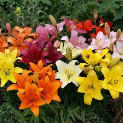 LIVE GREEN Asiatic Lily Multicolour Imported and Hybrid Flower Bulbs - Pack of 5 Bulbs Seed(5 per packet)