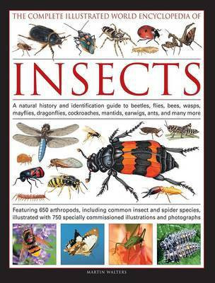 Complete Illustrated World Encyclopedia of Insects(English, Paperback, Walters Martin)