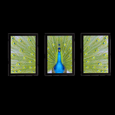 eCraftIndia Set Of 3 Peocock Satin Matt Texture UV Ink 14 inch x 30 inch Painting(With Frame, Pack of 3)