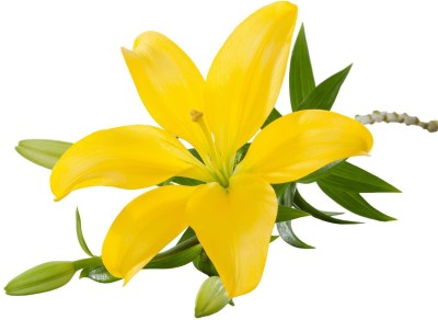 LIVE GREEN Asiatic Lily Yellow Imported and Hybrid Flower Bulbs - Pack of 5 Bulbs Seed(5 per packet)