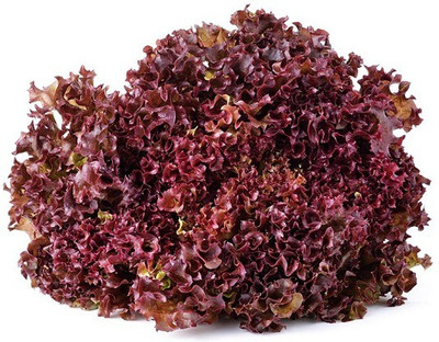 BIOBLOOMS Hybrid Red leetuce seeds Seed(1 per packet)