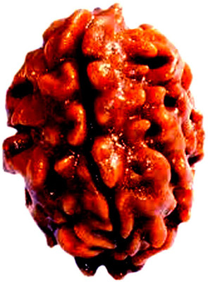 vastu nakshatra 2 mukhi rudraksha Brass Brass Pendant