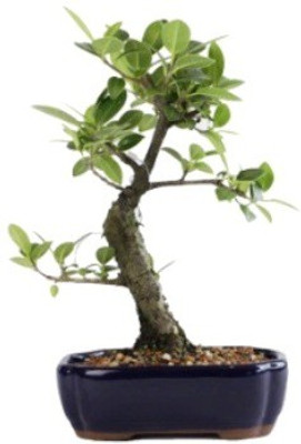 Timbactu Sageretia Plant(Pack of 1)