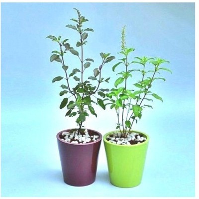 The Nursery Tulsi Plant(Pack of 1)