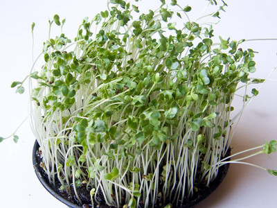 Airex Amaranthus- Choulai (Green Leaf) Microgreen Seeds - Pack Of AVG 50 - 100 Seeds x 8 Packet Seed(400 per packet)