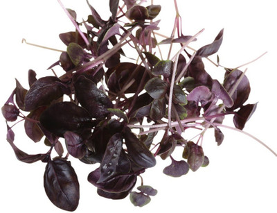 Airex Basil (Red Basil) Microgreen Seeds Seed(120 per packet)