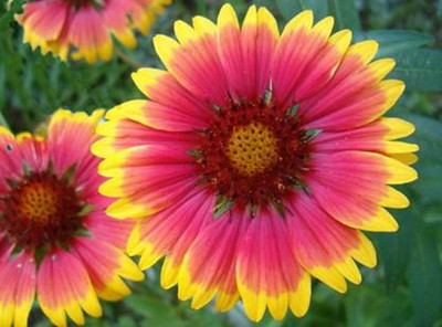 FRESHO Gaillardia Aristata Seed (20 Seed) Seed(20 per packet)