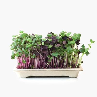 Airex Radish (Half Red Long) Microgreen Seeds - Pack Of AVG 30 - 50 Seeds x 9 Packet Seed(270 per packet)