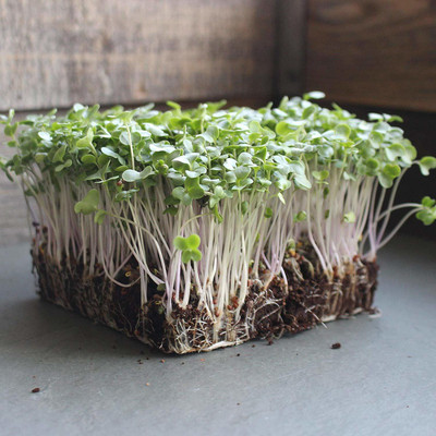 Airex Broccoli (Waltham 29) Microgreen Seed Seed(250 per packet)