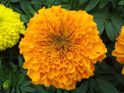 FRESHO Marigold Seeds (220 Seed) Seed(220 per packet)