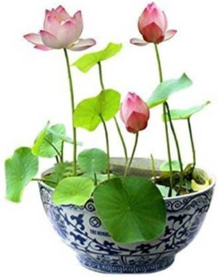 FRESHO Lotus Seeds Seed(20 per packet)