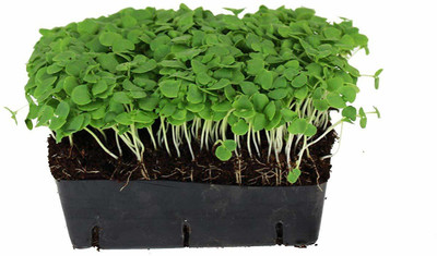 Airex Basil (Genovese Green) Microgreen Seeds - Pack Of AVG 30 - 50 Seeds x 9 Packet Seed(270 per packet)