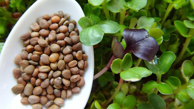 Airex Radish (Half Red Round) Microgreen Seeds - Pack Of AVG 30 - 50 Seeds x 9 Packet Seed(270 per packet)