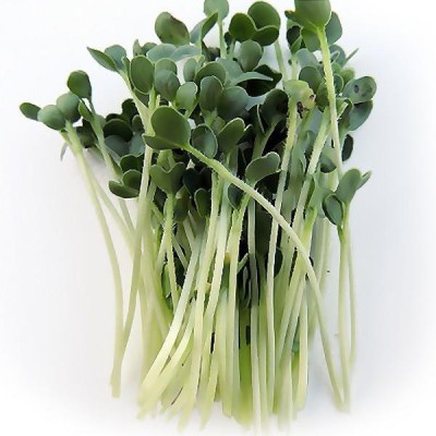 Airex Radish (White Long) Microgreen Seed Seed(450 per packet)