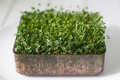 Airex Broccoli (Green Sprouting Calabrese) Microgreen Seed Seed(210 per packet)