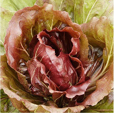 Airex Chicory (Ross Di Verona Leaf) Microgreen Seeds Seed(180 per packet)