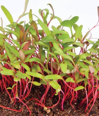 Airex Swiss Chard (Red) Microgreen Seed(450 per packet)