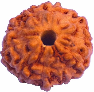 RUDRA DIVINE 10 Face Indonesian Rudraksha10 Mukhi Indonesian Rudraksha/Ten Faced Indonesian Rudraksha With Lab Certified Wood Pendant