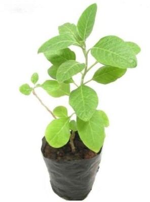 MODERN PLANT Bel Plant(Pack of 1)