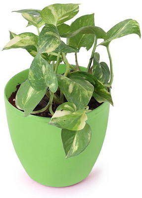 PlantaZee Big Green Money Plant available in 4 different round pots(Green, Red, Orange, Yellow) Seed(11 per packet)