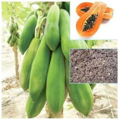 AtoZprintshop TSY Thai Papaya Seeds Hybrid Variety Dwarf Fruit 5kg Seeds Packet Seed(20 per packet)