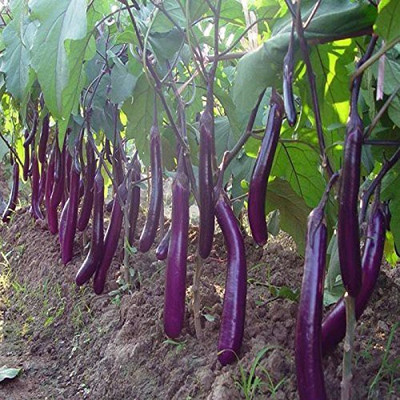 AtoZprintshop Natural garden plants Brinjal Seeds Long Hybrid F1 Seed(20 per packet)
