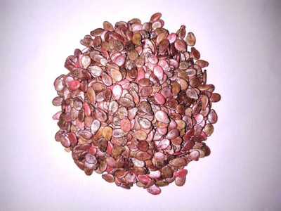 SAGAR F-1 HYBRID WATERMELON SEEDS Seed(90 per packet)