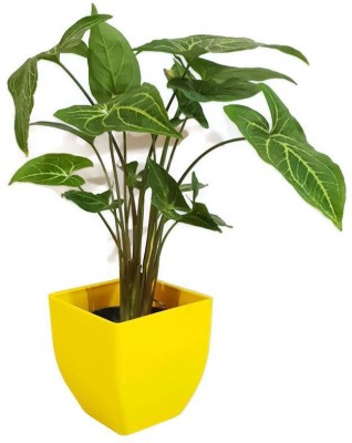 PlantaZee Syngonium Plant(Hybrid, Pack of 1)