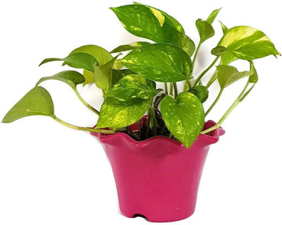 GreenyOn Money Plant(Hybrid, Pack of 1)