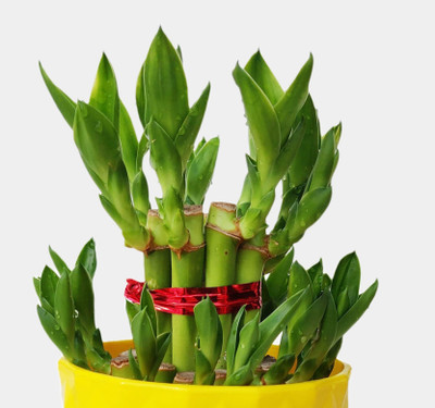 AGAMI Green 2 Layer Lucky Bamboo with Beautiful ABS Pot Seed(1 per packet)