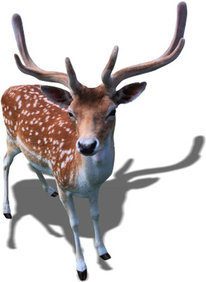 Jagvii 75 cm The Deer, Self Adhesive Sticker(Pack of 1)