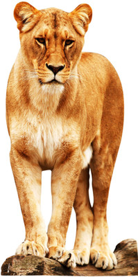Jagvii 90 cm Lion Self Adhesive Sticker(Pack of 1)