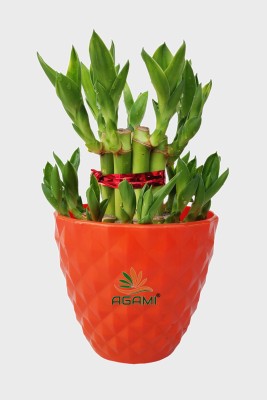AGAMI Two Layer Bamboo Plant(Pack of 1)