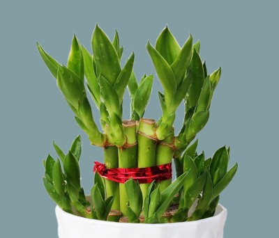 AGAMI Green 2 Layer Lucky Bamboo with Beautiful ABS Pot Seed(1 per packet)