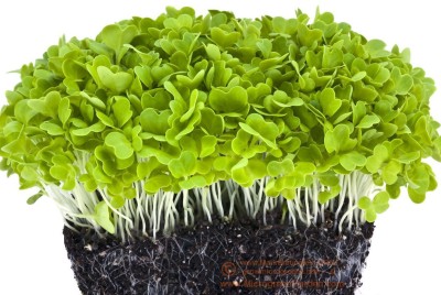 Airex Microgreen Seeds Seed(500 per packet)