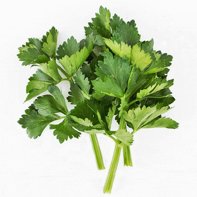 Airex Celery (Cutting Celery Leaf) Microgreen Seeds Seed(270 per packet)