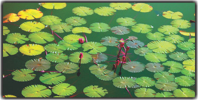 Varadvinayak 59 cm Lotus Leaves in pond floor stickers Self Adhesive Sticker(Pack of 1)