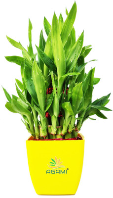 AGAMI Three Layer Bamboo Plant(Pack of 1)