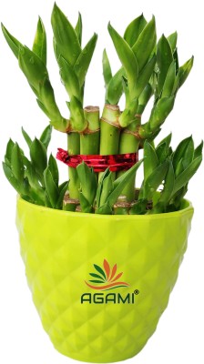 AGAMI Two Layer Bamboo Plant(Pack of 1)