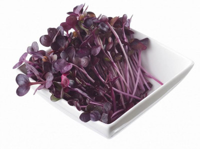 Airex Radish (Sango Red) Microgreen Seeds - Pack Of AVG 30 - 50 Seeds x 7 Packet Seed(210 per packet)