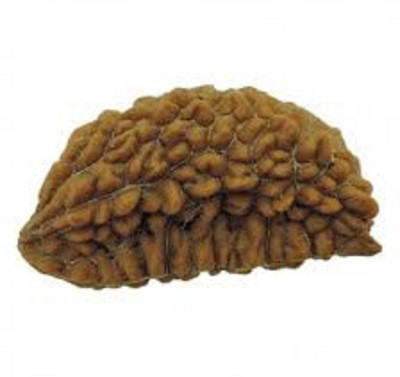 om rudraksha 1 mukhi rudraksha Wood