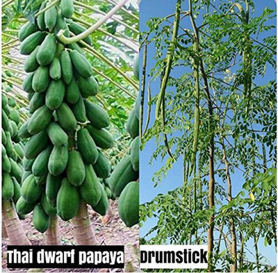AtoZprintshop Shop 360 Garden Thai Papaya Dwarf Variety, Drumstick/Sajna/Moringa Oleifera Seeds - 20 Seeds Seed(20 per packet)