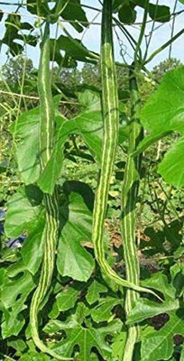 AtoZprintshop Nature Valley High Yield Hybrid Rare Long Snake Gourd Vegetable Seeds 20 Seeds Pack Seed(20 per packet)