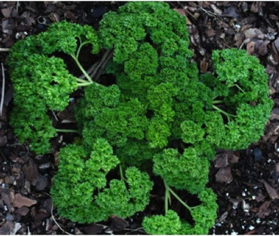 Airex Parsley (Moss Curled Leaf) Microgreen Seeds - Pack Of AVG 30 - 50 Seeds x 7 Packet Seed(210 per packet)