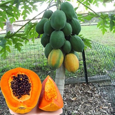 AtoZprintshop Creative Farmer Organic Dwarf Hovey Papaya Seeds Fruit Seeds Tree Seeds Rare Delicious Fruit Plant Papaya Potted For Home Garden Fruit Seeds For Kitchen Garden Bonsai Suitable Fruit Seeds Garden Pack Seed(20 per packet)